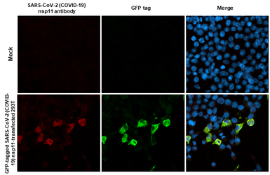 Anti-SARS-CoV-2 (COVID-19) nsp11 antibody [HL2388] used in Immunocytochemistry/ Immunofluorescence (ICC/IF). GTX638597